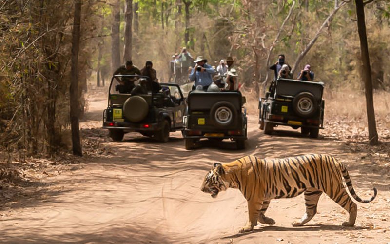 Wildlife Tour Packages