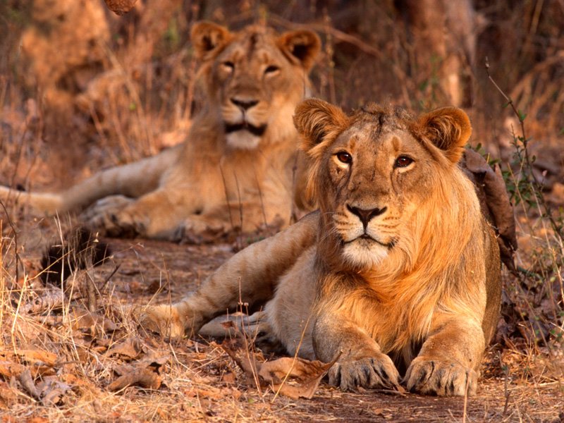 Gir National Park Tour