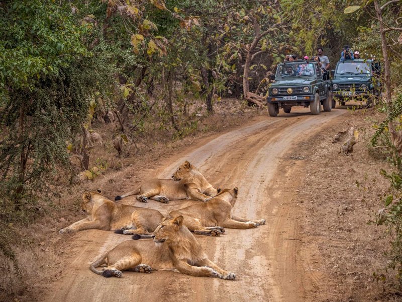 Gir National Park Tour