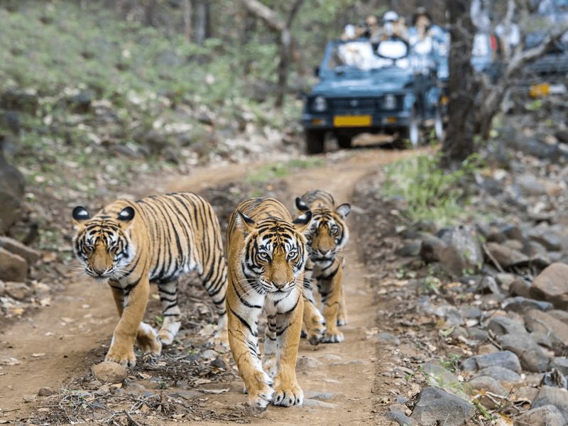 Golden Triangle with Ranthambore’s Tiger