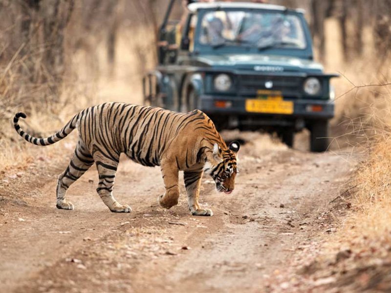 Jim Corbett Safari Tour