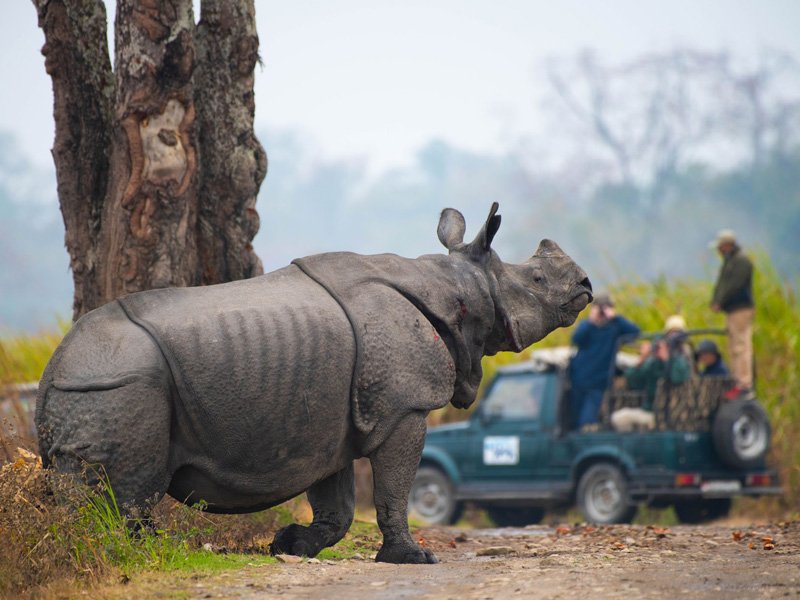 North – East Wildlife Safari Tour