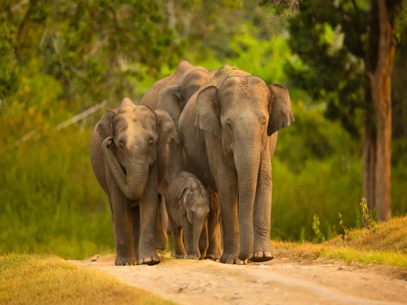 South India Wildlife Tour