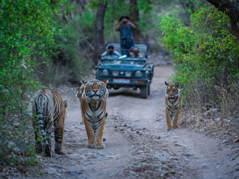 Taj Mahal with Tiger Safari Tour Blend of Ranthambore and Corbett National Park