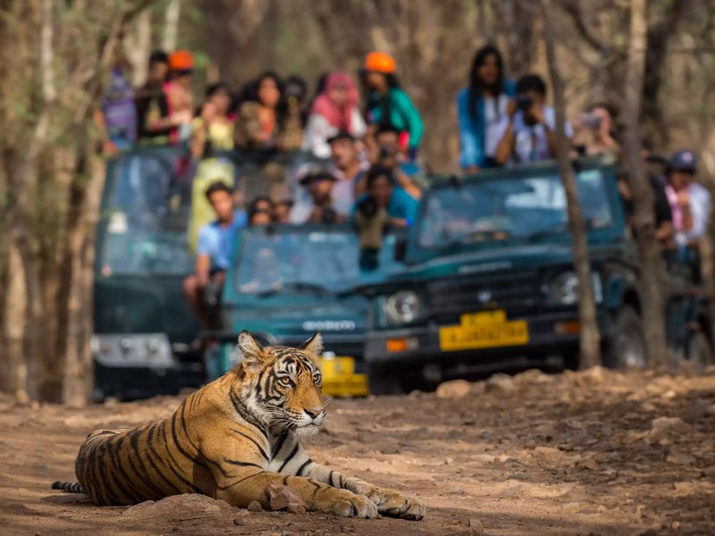 Temple Tiger and Trail Tour