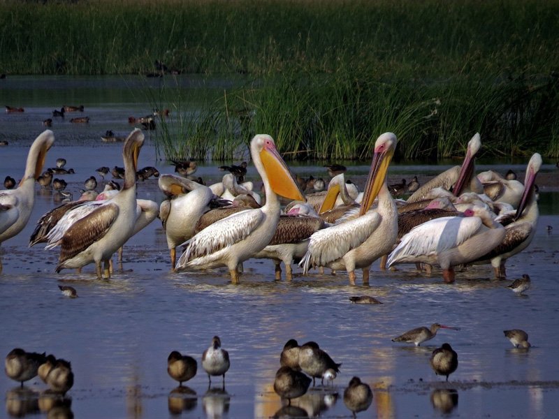 West India Wildlife with Desert Tour